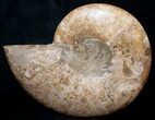 Beautiful Choffaticeras Ammonite - Half #8731-1